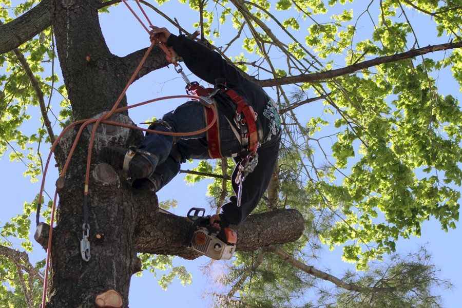 Tree Cutting & Trimming Oakdale